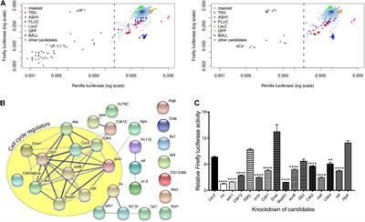 Kinome-Wide RNAi Screen Uncovers Role of Ballchen in Maintenance of Gene Activation by Trithorax Group in Drosophila